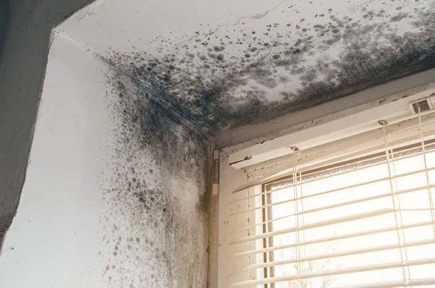 Affordable Basement Mold Remediation solutions in Lakeside, TX